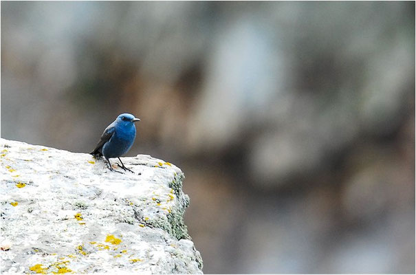 BLAUMERLE, BLUE ROCK THRUSH, MONTICOLA SOLITARIUS