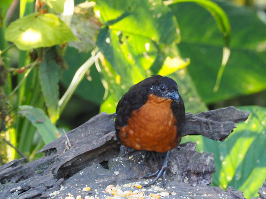 Schwarzrückenwachtel (Schwarzrücken-Waldwachtel), Dark-backed Wood-Quail - Odontophorus melanonotus