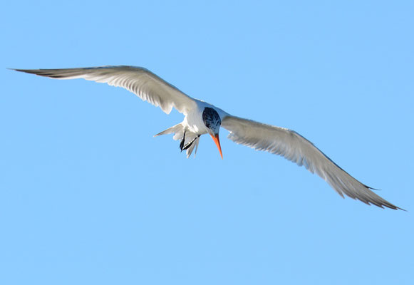 KÖNIGSSEESCHWALBE, ROYAL TERN, THALASSEUS MAXIMUS
