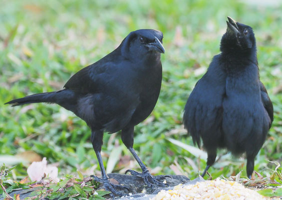 TRAUERSTÄRLING, MELODIOUS BLACKBIRD, DIVES DIVES