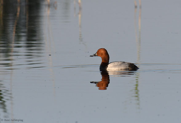 TAFELENTE, POCHARD, AYTHYA  FERINA