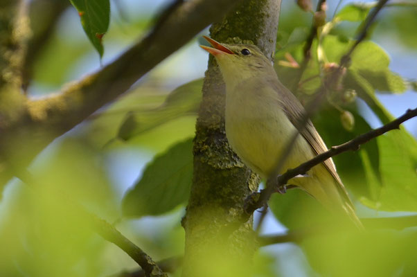 GELBSPÖTTER, ICTERINE WARBLER, HIPPOLAIS ICTERINA