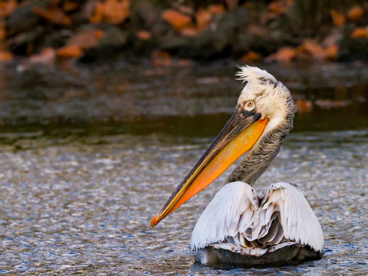 Krauskopfpelikan, Dalmatian Pelican - Pelecanus crispus