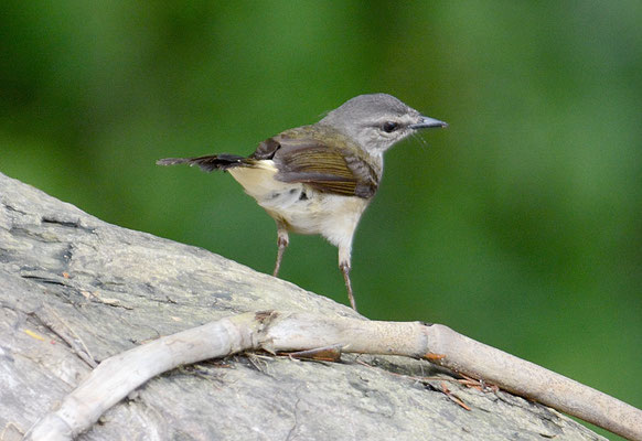 FLUSSWALDSÄNGER, BUFF-RUMPED WARBLER, PHAEOTHLYPIS FULVICAUDA