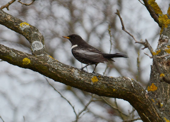 RINGDROSSEL, RING OUZEL, TURDUS TORQUATUS