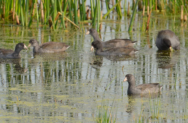 Amerikanisches Blässhuhn, American coot, Fulica americana