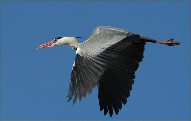 GRAUREIHER, GREY HERON, ARDEA CINEREA