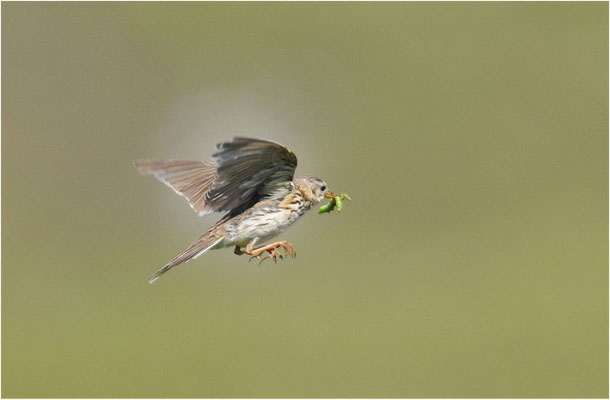 WIESENPIEPER, MEADOW PIPIT, ANTHUS PRATENSIS