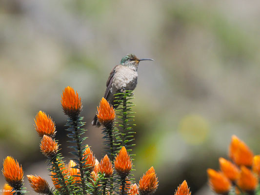 ECUADOR-ANDENKOLIBRI,ECADORIAN HILLSTAR - OREOTROCHILUS CHIMBORAZO