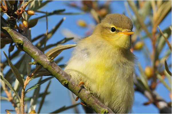 FITIS,  WILLOW WARBLER, PHYLLOSCOPUS TROCHILUS