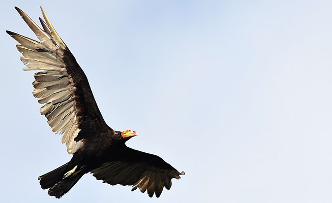 KLEINER GELBKOPFGEIER, LESSER YELLOW-HEADED VULTURE, CATHARTES BURROVIANUS