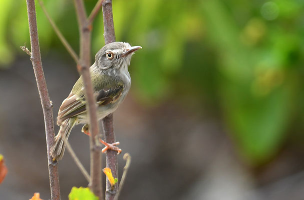 PERLBAUCH-TODYTYRANN, PEARLY-VENTED TODY-TYRANT, HEMITRICCUS MARGARITACEIVENTER