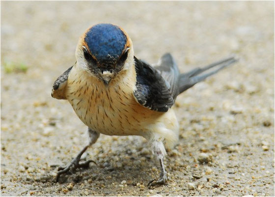 RÖTELSCHWALBE, RED-RUMPED SWALLOW, CECROPIS DAURICA