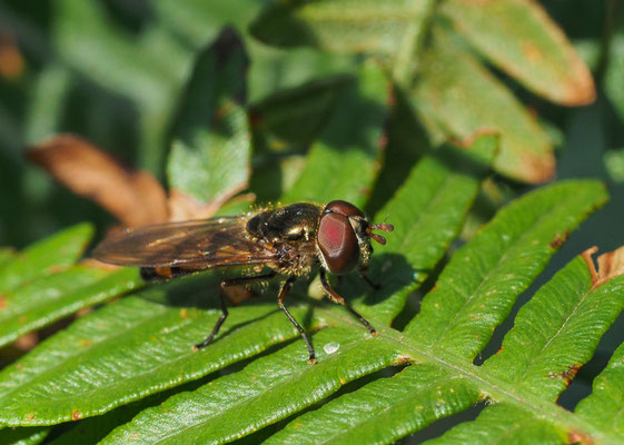 RAUPEN-PLATTBAUCHSCHWEBFLIEGE, XANTHANDRUS COMTUS
