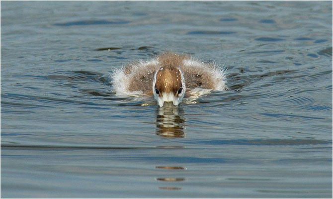 BRANDENTE, SHELDUCK, TADORNA TADORNA