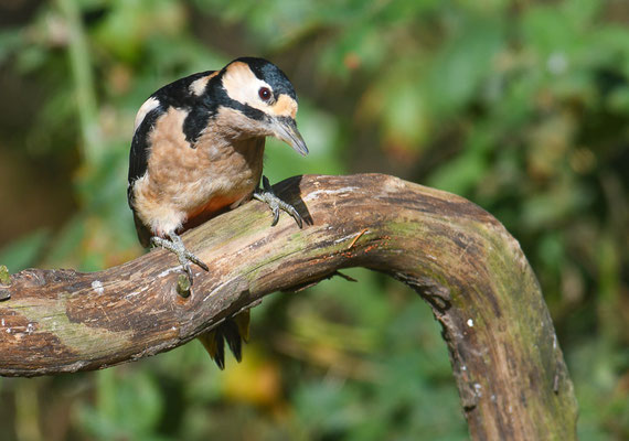 BUNTSPECHT, GREAT SPOTTED WOODPECKER, DENDROCOPOS MAJOR