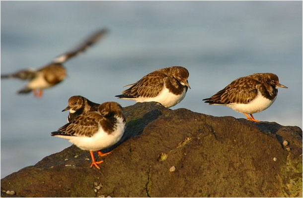 STEINWÄLZER, RUDDY TURNSTONE, ARENARIA INTERPRES