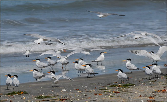 KÖNIGSSEESCHWALBE, ROYAL TERN, STERNA MAXIMA