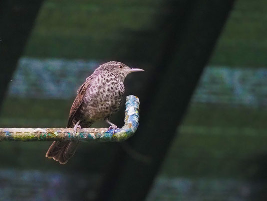 Drosselzaunkönig, Thrush-like Wren - Campylorhynchus turdinus