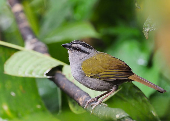 PANAMAAMMER, BLACK-STRIPED SPARROW, ARREMONOPS CONIROSTRIS