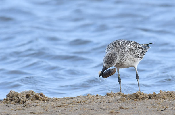 KIEBITZREGENPFEIFER, BLACK-BELLIED PLOVER, PLUVIALIS SQUATAROLA