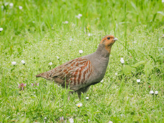 REBHUHN, GREY PARTRIDGE, PERDIX PERDIX