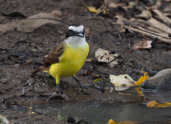 SCHWEFELTYRANN, GREAT KISKADEE, PITANGUS SULPHURATUS