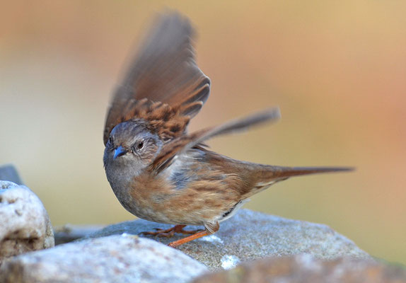 HECKENBRAUNELLE, DUNNOCK, PRUNELLA MODULARIS