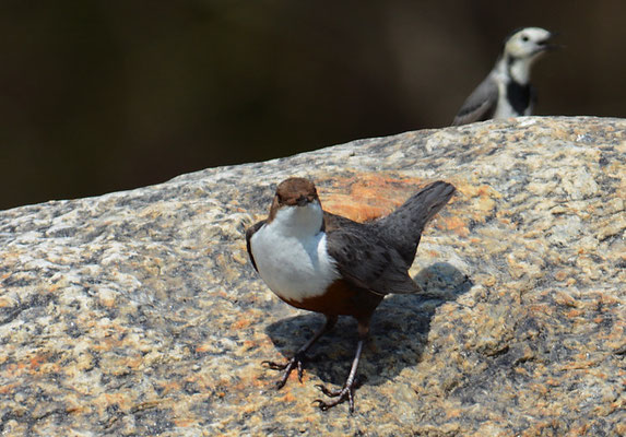 WASSERAMSEL, DIPPER, CINCLUS CINCLUS