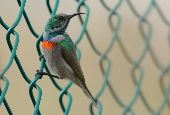 BLAUBANDNEKTARVOGEL, SOUTHERN DOUBLE-COLLARED SUNBIRD, CINNYRIS CHALYBEUS