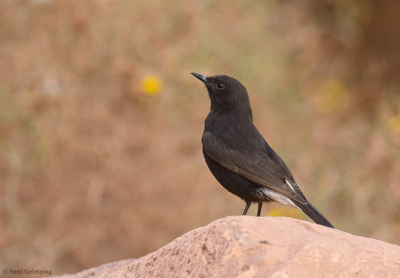 TRAUERSTEINSCHMÄTZER, BLACK WHEATEAR, OENANTHE LEUCURA
