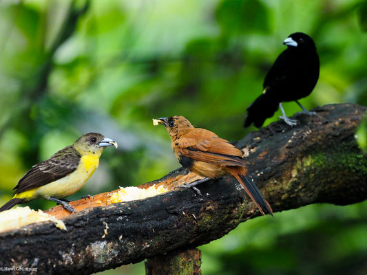 ZITRONENTANGARE, LEMON-RUMPED TANAGER - RAMPHOCELUS ICTERONOTUS