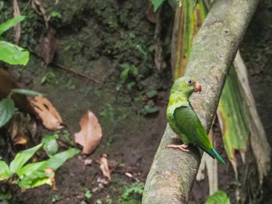Kobaltflügelsittich, Cobalt-winged Parakeet - Brotogeris cyanoptera