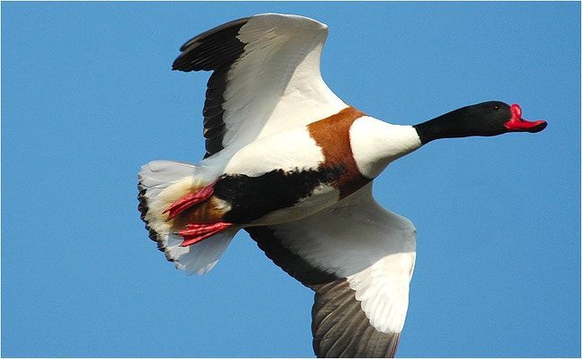 BRANDENTE, SHELDUCK, TADORNA TADORNA 