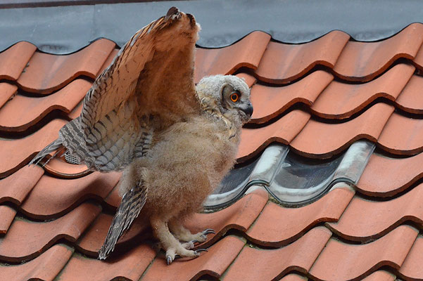 UHU, EAGLE OWL, BUBO BUBO