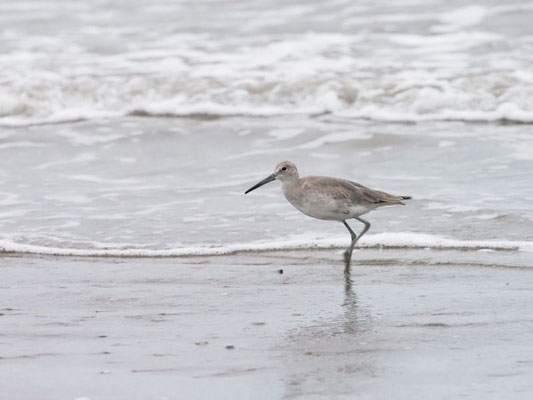 Schlammtreter, Willet - Tringa semipalmata