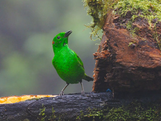 ROTOHR-BUNTTANGARE, GLISTENING-GREEN TANAGER - CHLOROCHRYSA PHOENICOTIS