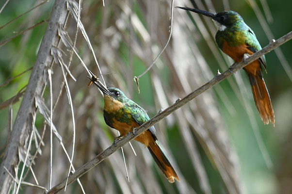 ROTSCHWANZGLANZVOGEL (JACAMAR), RUFOUS-TAILED JACAMAR, GALBULA RUFICAUDA