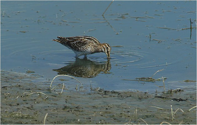 BEKASSINE, COMMON SNIPE, GALLINAGO GALLINAGO