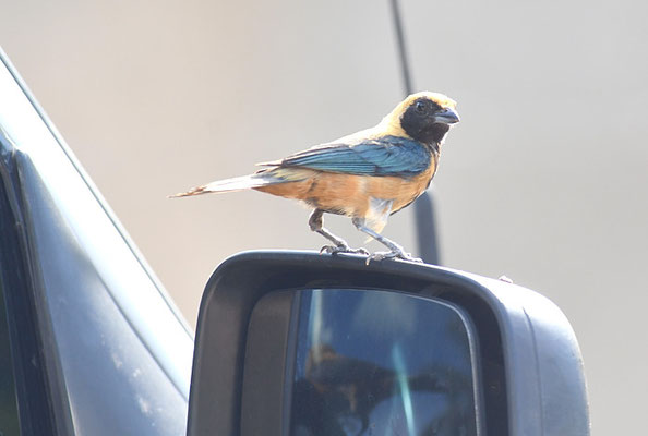 ISABELLTANGARE, BURNISHED-BUFF TANAGER, TANGARA CAYANA