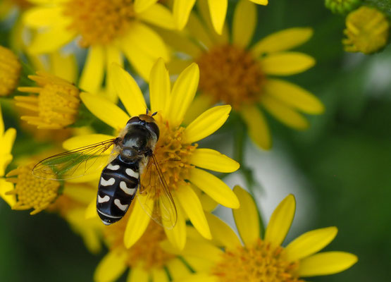 SPÄTE GROSSSTIRNSCHWEBFLIEGE, SCAEVA PYRASTRI
