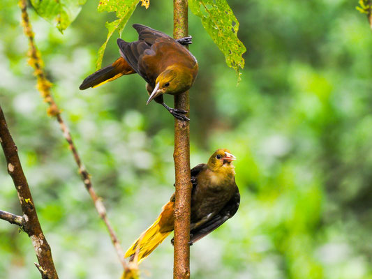 BREITHAUBEN-STIRNVOGEL, RUSSET-BACKED OROPENDOLA - PSAROCOLIUS ANGUSTIFRONS
