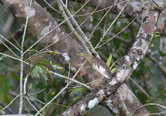 BACCHUSREIHER, CHINESE POND-HERON, ARDEOLA BACCHUS