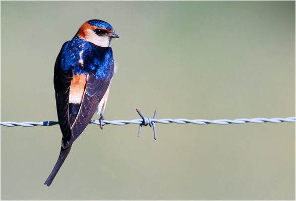 RÖTELSCHWALBE, RED-RUMPED SWALLOW, CECROPIS DAURICA