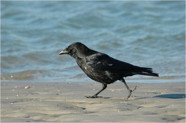 RABENKRÄHE, CARRION CROW, CORVUS CORONE