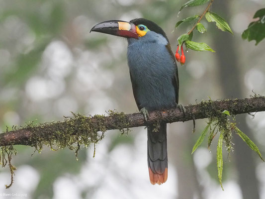 LEISTENSCHNABELTUKAN, PLATE-BILLED MOUNTAIN-TOUCAN - ANDIGENA LAMINIROSTRIS