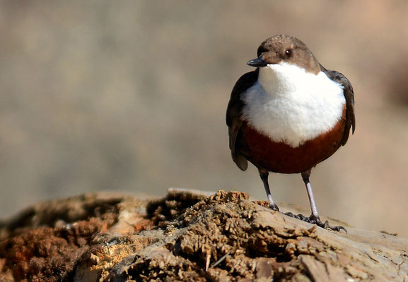 WASSERAMSEL, DIPPER, CINCLUS CINCLUS