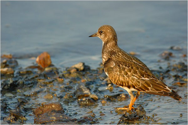 STEINWÄLZER, RUDDY TURNSTONE, ARENARIA INTERPRES