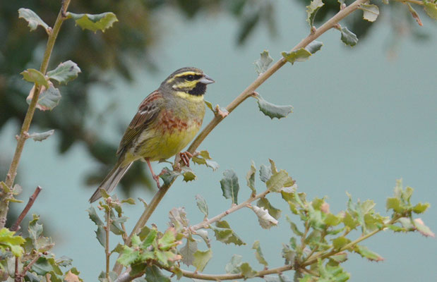 ZAUNAMMER, CIRL BUNTING, EMBERIZA CIRLUS