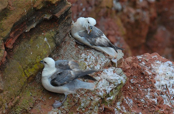 EISSTURMTAUCHER, FULMAR, FULMARUS GLACIALIS 